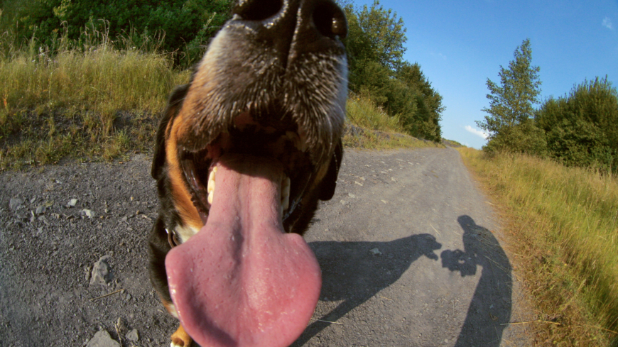 Ofta kan hunden ha lite dålig andedräkt utan att det beror på någon sjukdom men om andedräkten är väldigt dålig kan det vara värt att kolla upp detta. Foto: Shutterstock